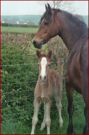 Carless Fair Lady  and Ionos Adwen